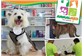 Pet Shop na Cidade dos Funcionários